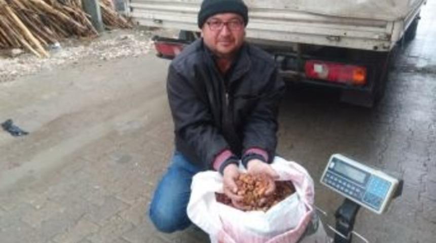 Dip Elması Kurutularak Değerlendiriliyor