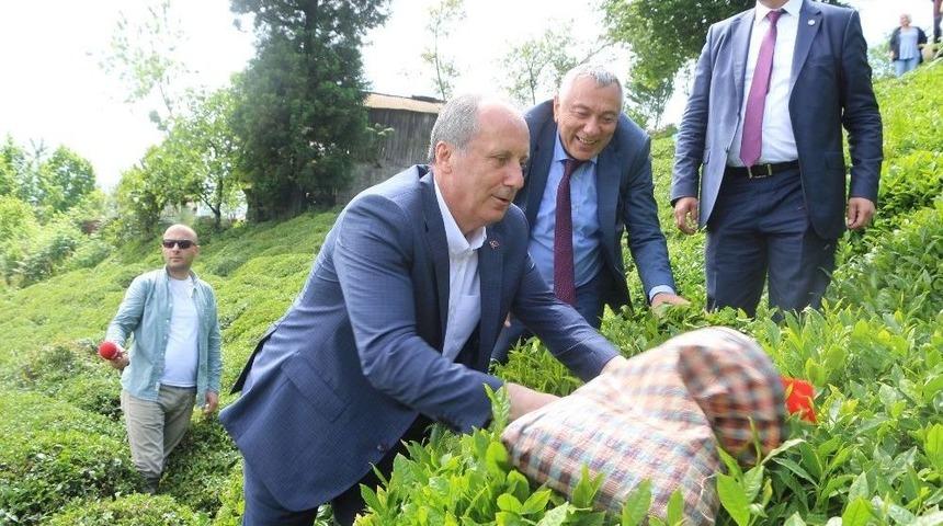 Cumhurbaşkanı Adayı Muharrem İnce Rize&rsquo;de &Ccedil;ay Bah&ccedil;esine Girip &Ccedil;ay Topladı