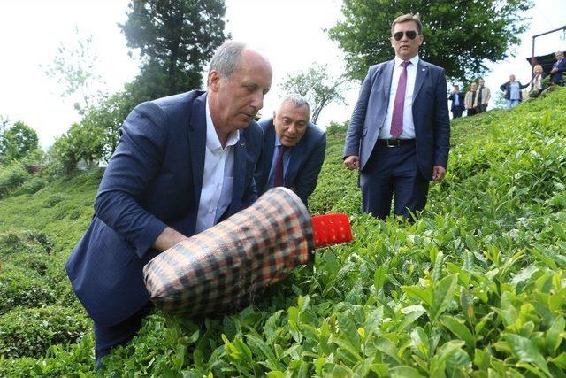 Cumhurbaşkanı Adayı Muharrem İnce Rize’de Çay Bahçesine Girip Çay Topladı