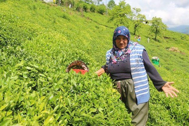 Cumhurbaşkanı Adayı Muharrem İnce Rize’de Çay Bahçesine Girip Çay Topladı