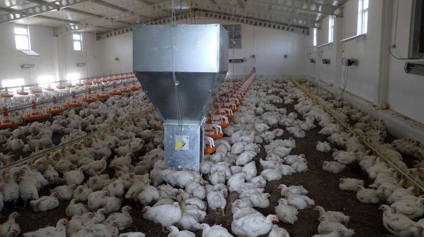 D&uuml;&rsquo;den Organik Tavuk Yatırımcılarına Bilimsel Eğitim