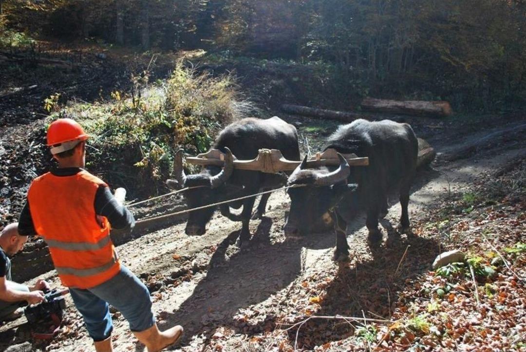 Orman K&ouml;yl&uuml;lerinin Y&uuml;z&uuml; Ork&ouml;y Destekleriyle G&uuml;l&uuml;yor