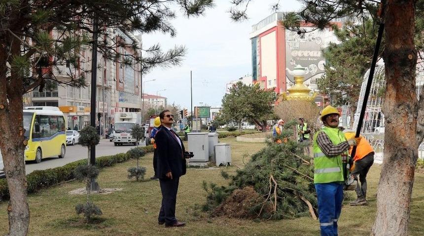 Van&rsquo;da Ağa&ccedil; Budama &Ccedil;alışması