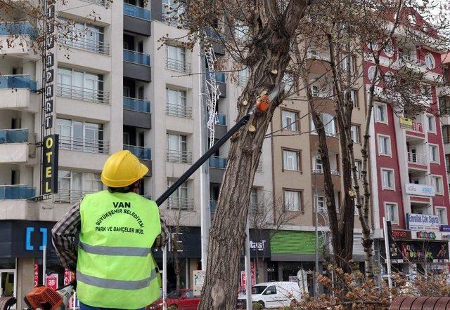 Van’da Ağaç Budama Çalışması