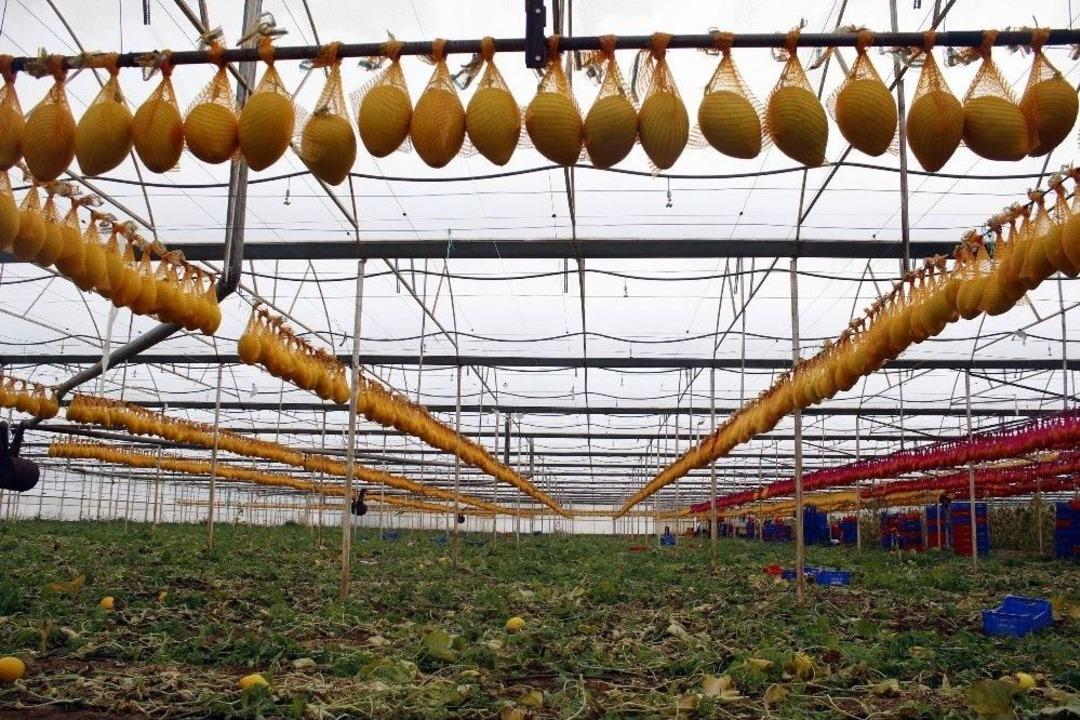 25 Bin Adet Kışlık Kavun, Aşeren Hamile Kadınları Bekliyor