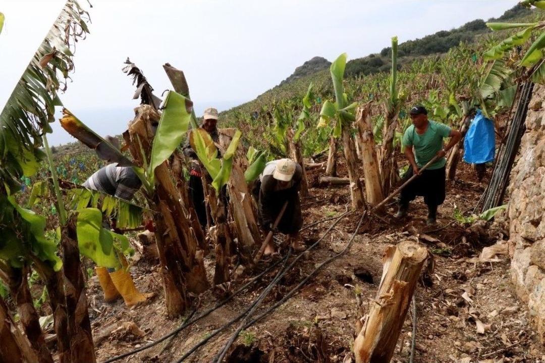 Ge&ccedil;tiğimiz Yıl Kilogramı 5 Tl&rsquo;den Alıcı Bulan Muz Bah&ccedil;elerinde Hummalı Bahar Bakımı Başladı