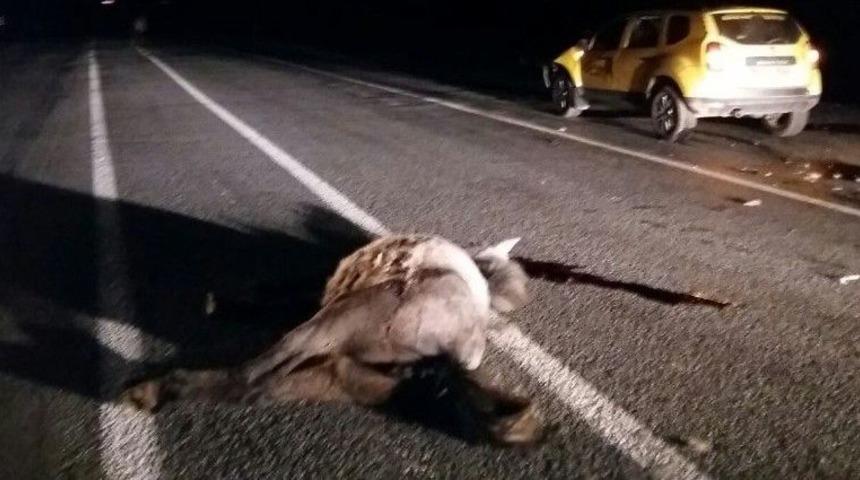 Otomobilin &Ccedil;arptığı At, Telef Oldu