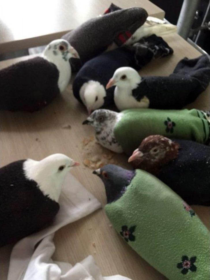 Hatay Havalimanı’nda Çorapların İçinden 11 Güvercin Çıktı