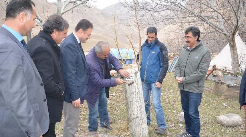 Sertifikalı Ceviz Fidanlarında Damızlık &Uuml;nite Tespitleri
