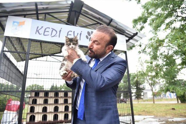 İzmit Belediyesi’nde Yahya Kaptan’a Kedi Evi