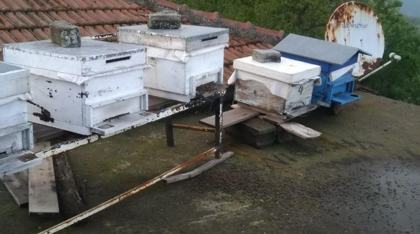 Otları Yok Etmek İ&ccedil;in Yapılan İla&ccedil;lama Arıları Telef Etti