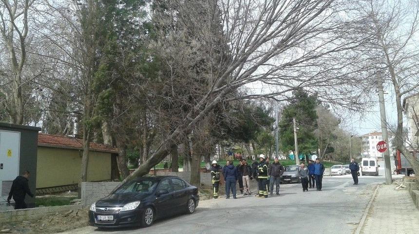 Asırlık &Ccedil;ınar Otomobilin &Uuml;zerine Devrildi