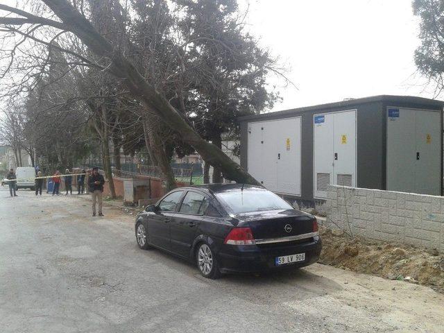 Asırlık Çınar Otomobilin Üzerine Devrildi