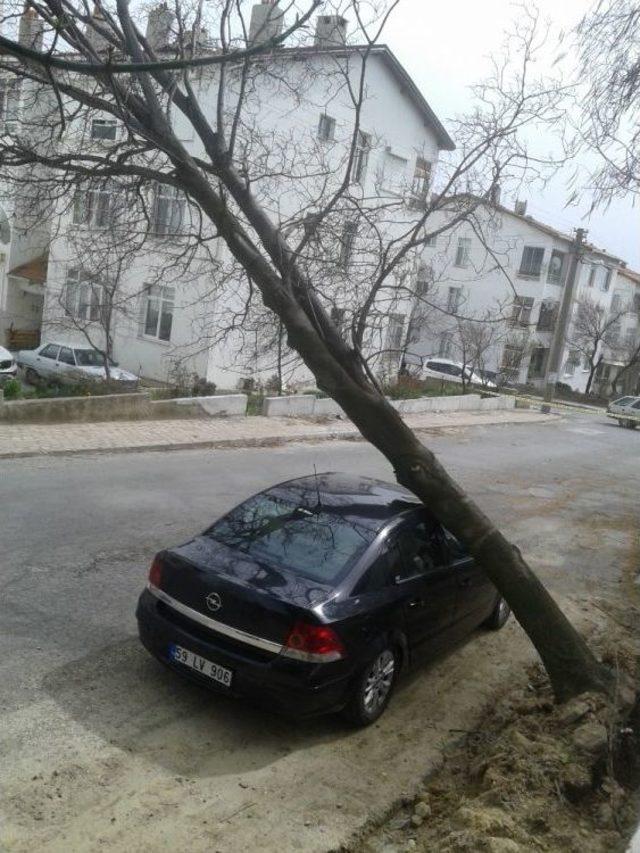 Asırlık Çınar Otomobilin Üzerine Devrildi