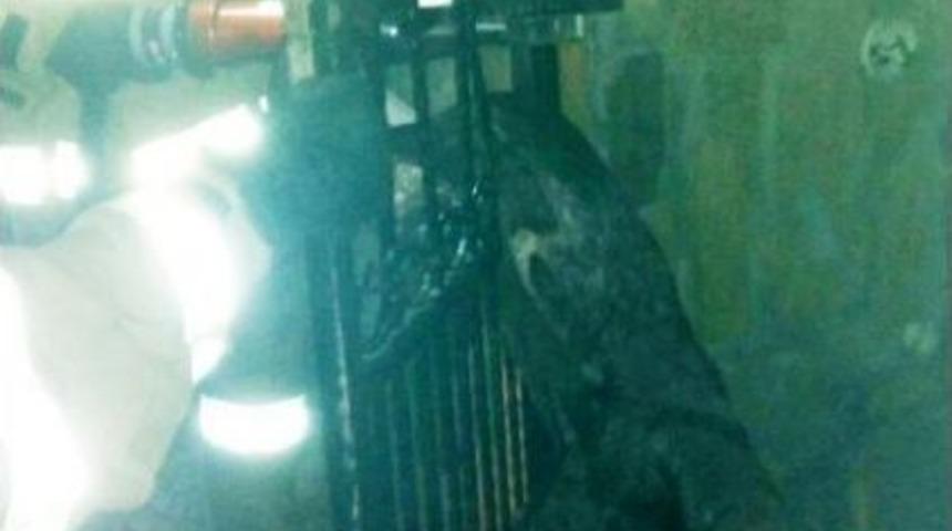 Demir Parmaklıklara Sıkışan K&ouml;peği İtfaiye Kurtardı