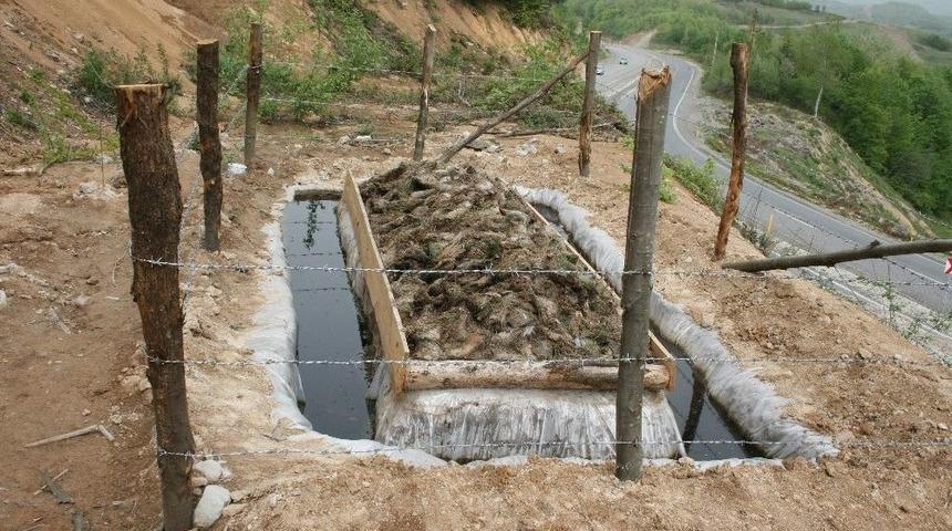 Kastamonu Ve Sinop’ta Çam Kese Böceğiyle Biyolojik Mücadele Sürüyor