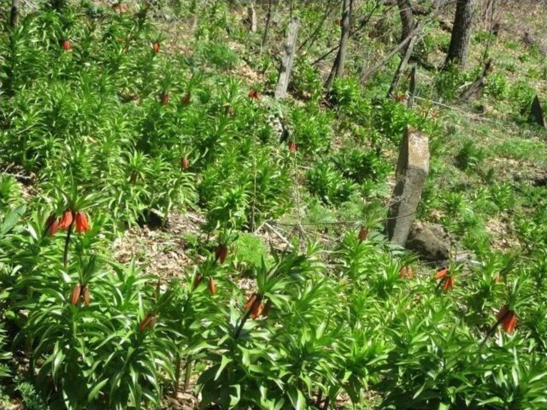 Baharın M&uuml;jdecisi Ters Laleler A&ccedil;tı