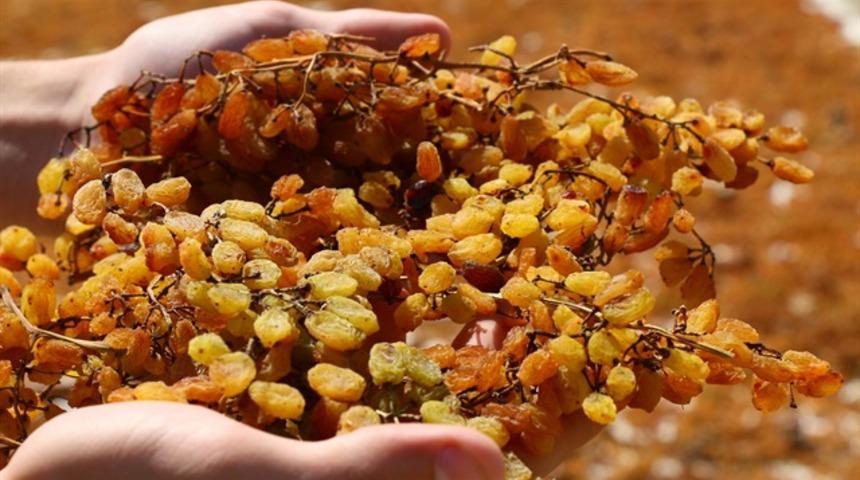  Kuru üzüm ihracatında 'Uzak Doğu' bereketi  