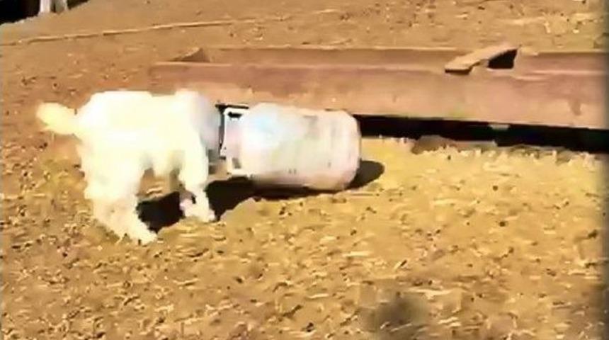 Ke&ccedil;inin Kafası Bidona Sıkıştı