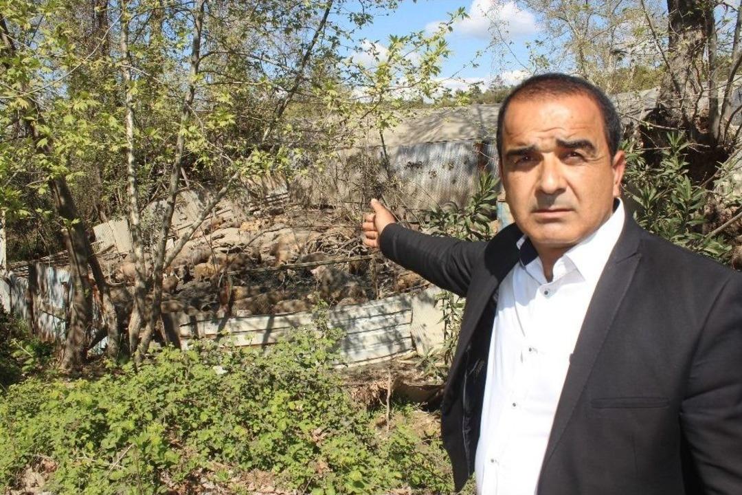 Muhtarın Domuz &Ccedil;iftliği İsyanı