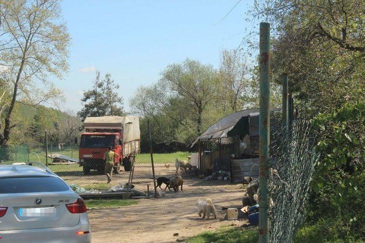 Muhtarın Domuz Çiftliği İsyanı G3