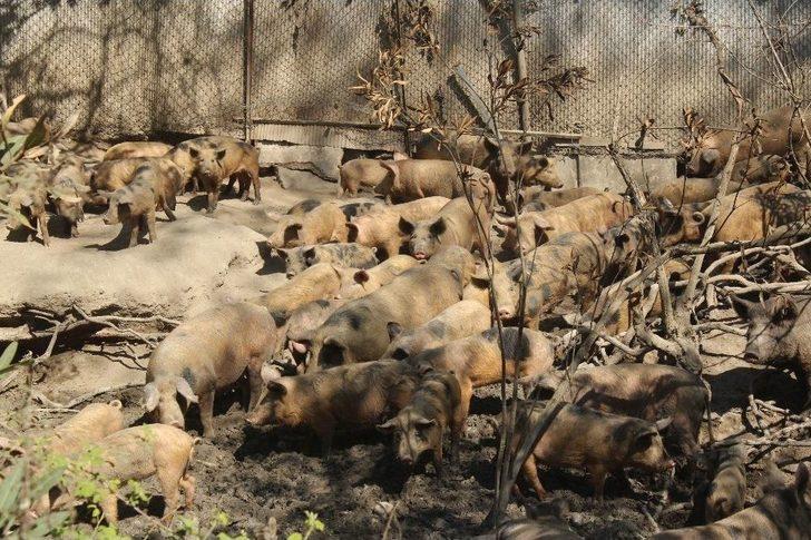 Muhtarın Domuz Çiftliği İsyanı G4