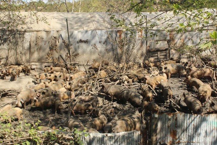 Muhtarın Domuz Çiftliği İsyanı G5