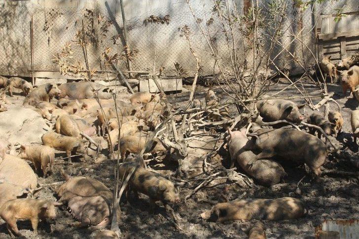 Muhtarın Domuz Çiftliği İsyanı G2