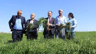 Süt Otu İle Hayvanların Eti Ve Sütü Artacak