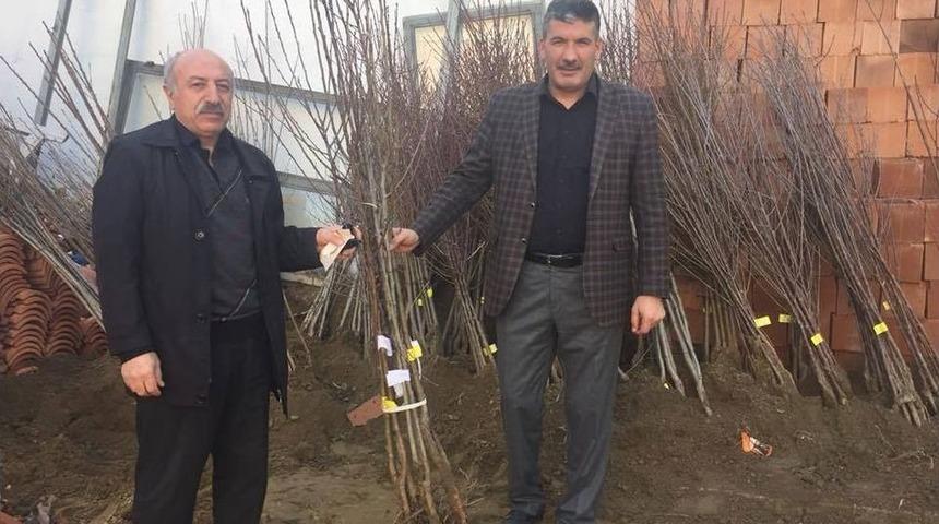 Yüz Bin Meyve Fidanı Toprakla Buluşacak