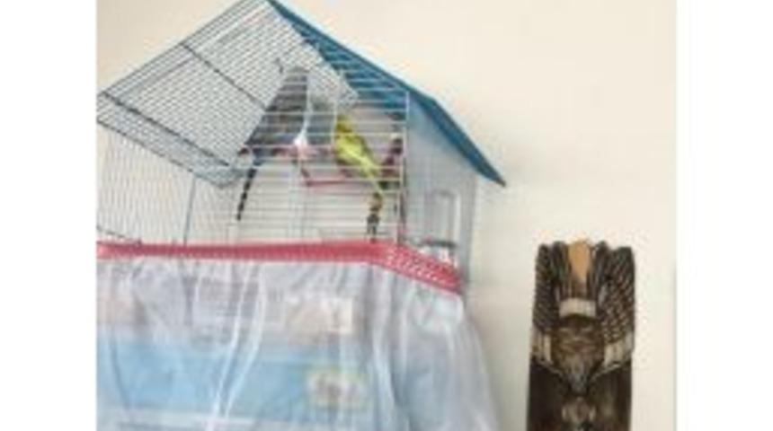 Girdikleri Evdeki Kuşu Dolaptaki Peyniri Bile &Ccedil;aldılar