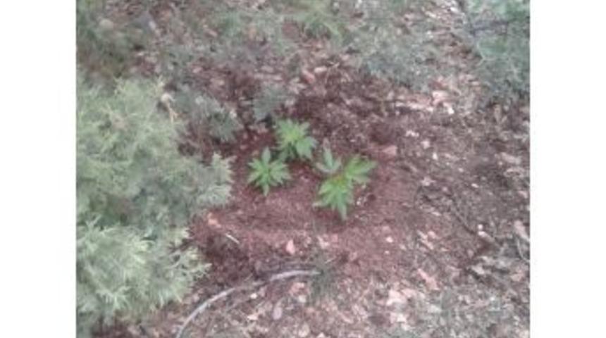 Karaman&rsquo;da Mezarlığa Ekilmiş 77 K&ouml;k Kenevir Ele Ge&ccedil;irildi