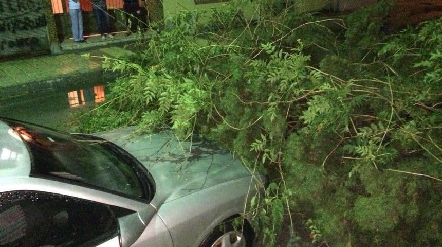 Hatay’da Şiddetli Yağış Ağaçları Devirdi