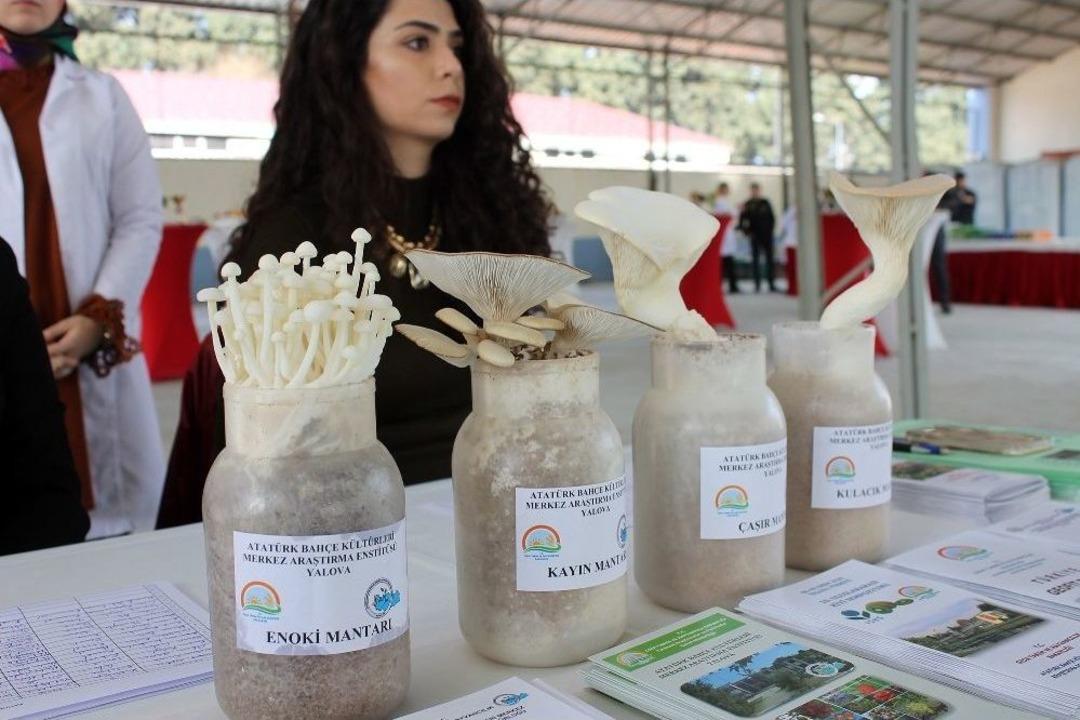 T&uuml;rk Mantar Yetiştiriciliğine Standardizasyon Getiriliyor