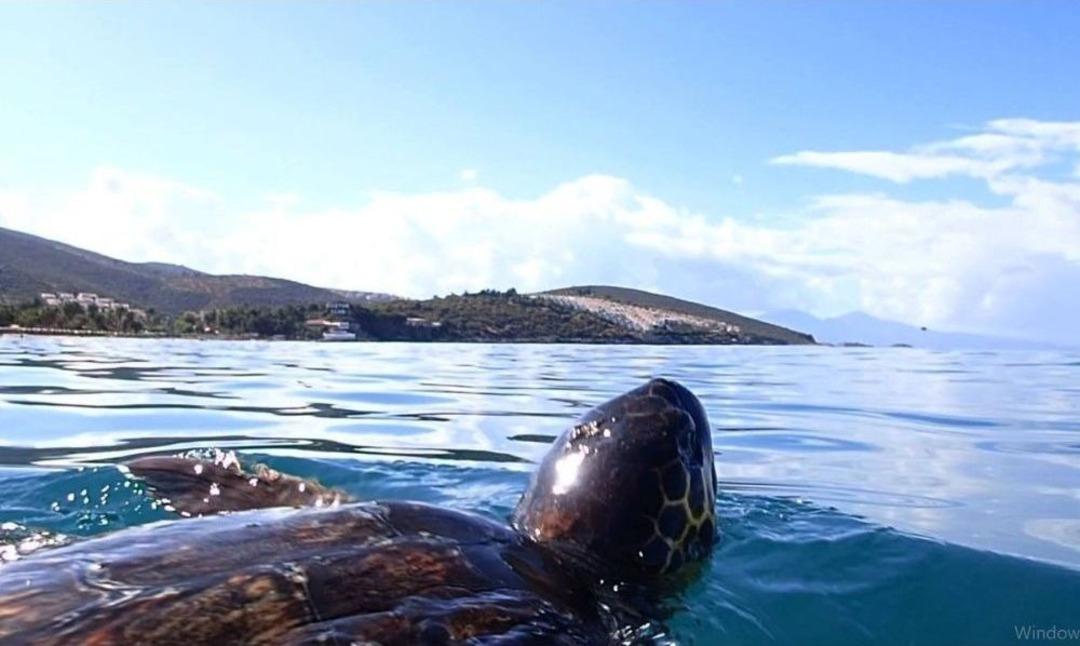 Deniz Kaplumbağalarını Korumak İ&ccedil;in Tabela Dikildi