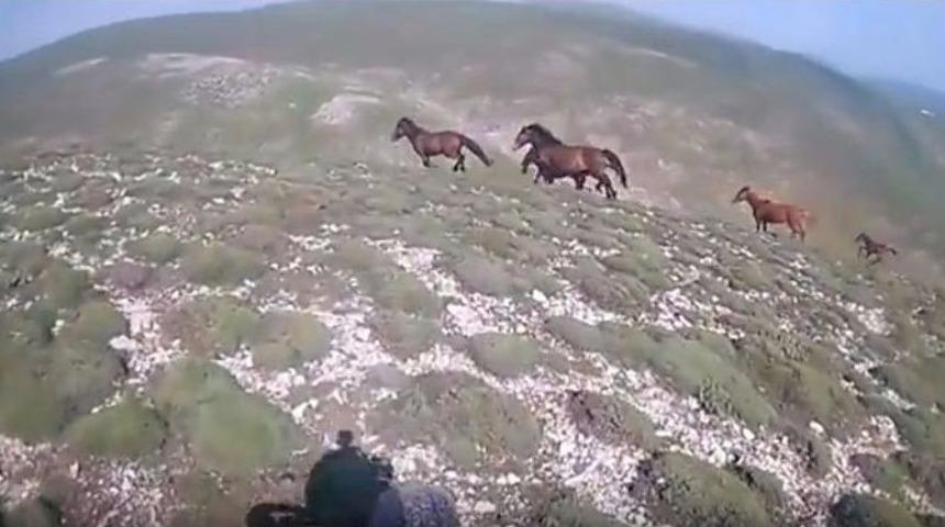 Dağda Karşısına &Ccedil;ıkan Yılkı Atlarıyla Yarıştı