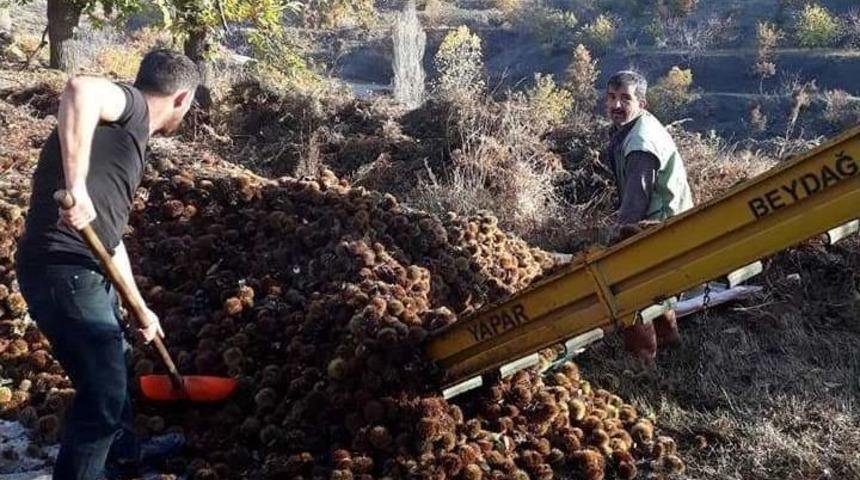 Kuyulardan &Ccedil;ıkartılan Kestanelerin Sofralara Yolculuğu Başladı