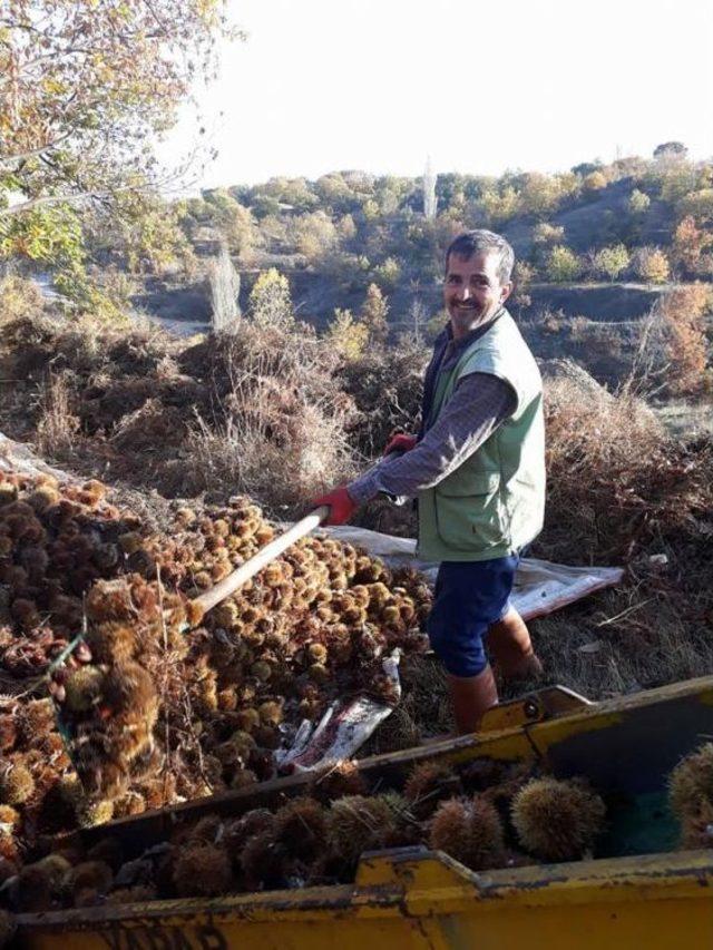 Kuyulardan Çıkartılan Kestanelerin Sofralara Yolculuğu Başladı