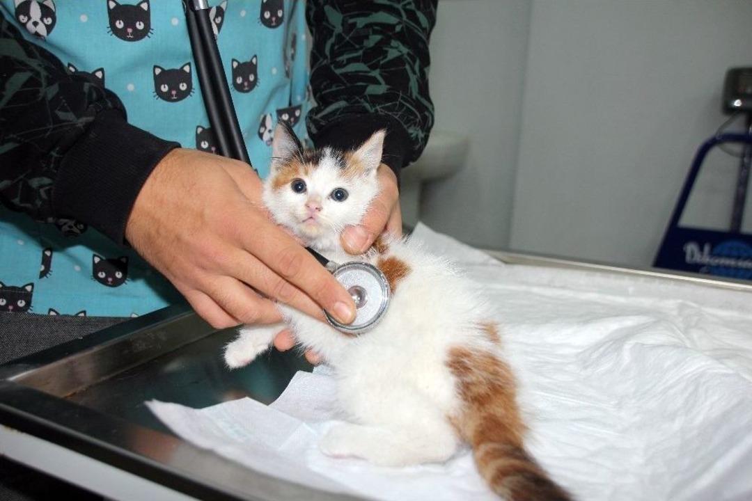 Sokakta Bulunan Yavru Kedinin Kalbi Sağda &Ccedil;ıktı