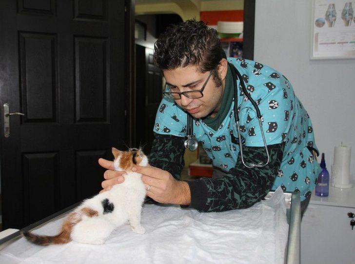 Sokakta Bulunan Yavru Kedinin Kalbi Sağda Çıktı G2