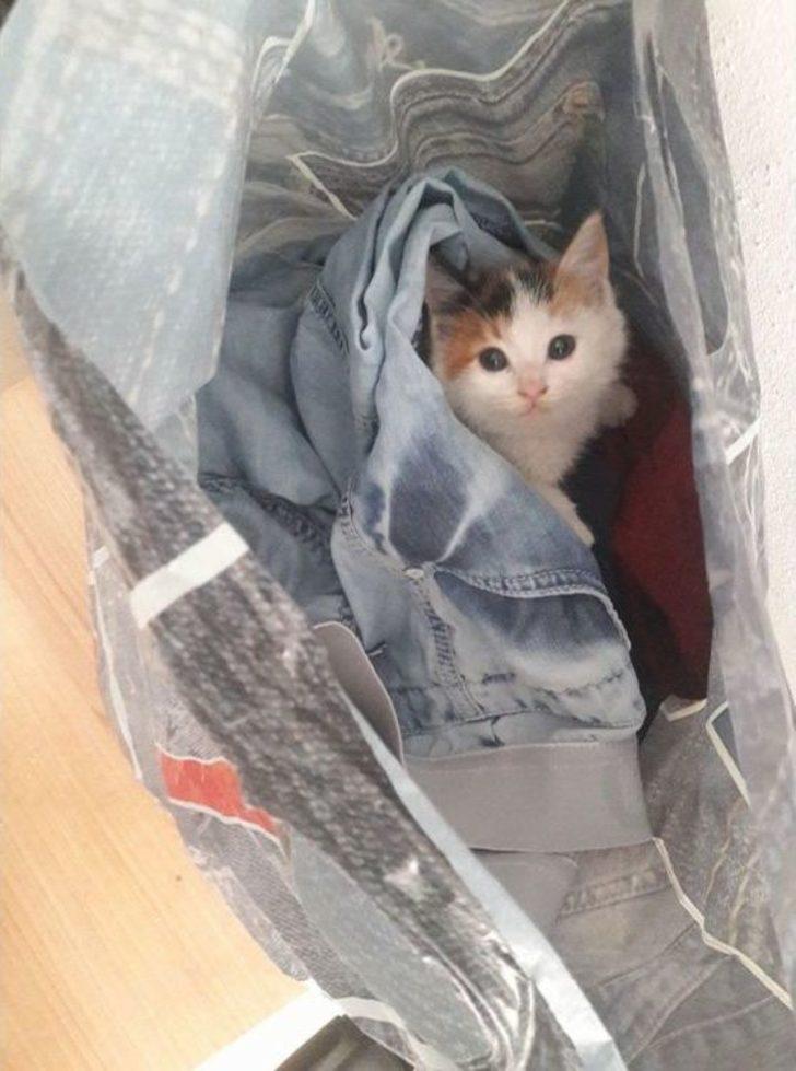 Sokakta Bulunan Yavru Kedinin Kalbi Sağda Çıktı G5