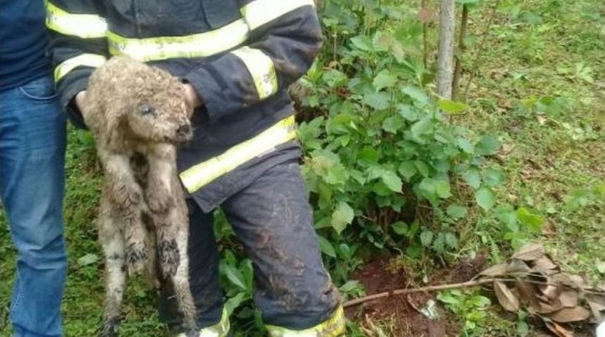 Foseptik &Ccedil;ukuruna D&uuml;şen Kuzuyu Kurtardılar