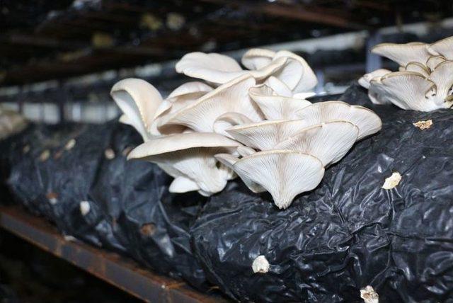 &lsquo;gen&ccedil; &Ccedil;ift&ccedil;i Projeleri&rsquo;nin Başarısı Y&uuml;z G&uuml;ld&uuml;r&uuml;yor 1