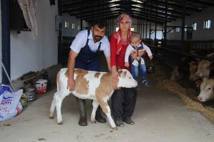 Devletten Aldığı Destekle Süt Çiftliği Kuran 6 Çocuk Annesinin Başarı Hikayesi G1