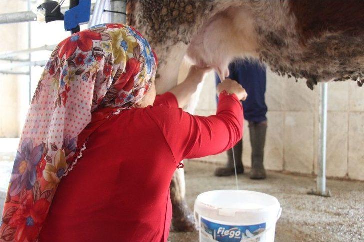 Devletten Aldığı Destekle Süt Çiftliği Kuran 6 Çocuk Annesinin Başarı Hikayesi G2