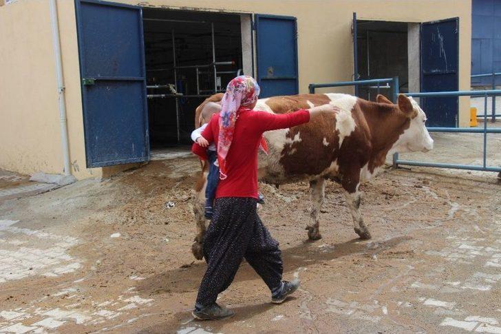 Devletten Aldığı Destekle Süt Çiftliği Kuran 6 Çocuk Annesinin Başarı Hikayesi G3