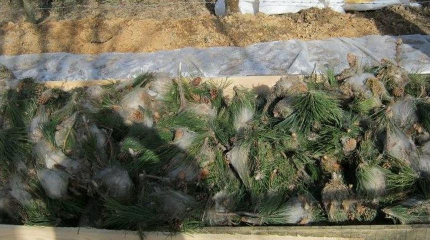 Düzce’de Çam Kese Böceği Zararlısına Karşı Mücadele Devam Ediyor