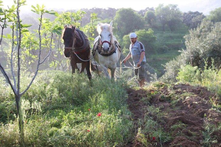Aydın’da Çiftçiler Karasabandan Vazgeçemiyor G1