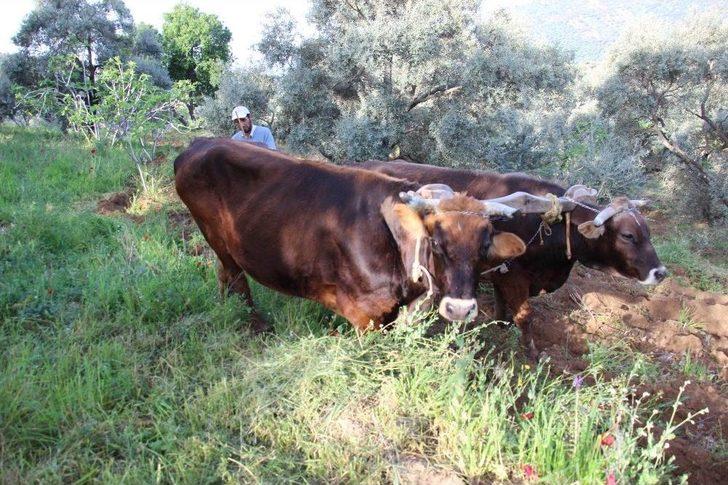 Aydın’da Çiftçiler Karasabandan Vazgeçemiyor G2