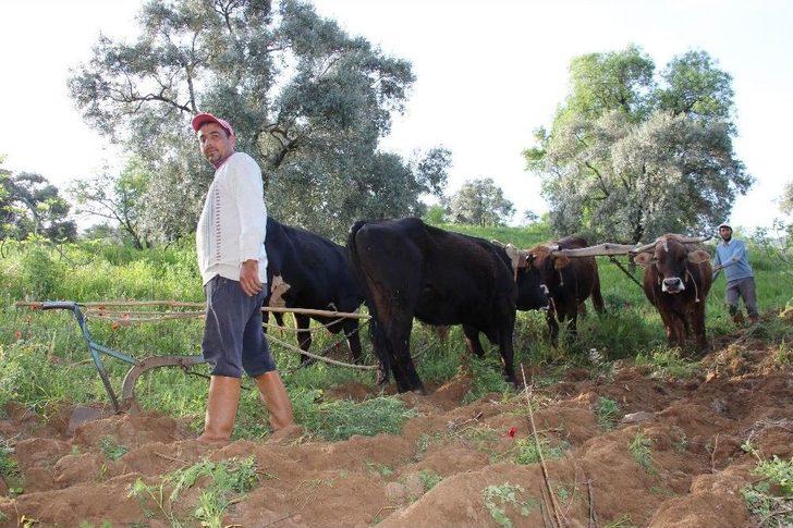 Aydın’da Çiftçiler Karasabandan Vazgeçemiyor G3